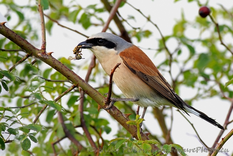 WildLife Photos of Birds, Shrikes, Red-backed Shrike, Lanius collurio